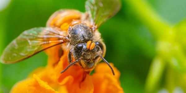 Nahaufnahme Biene auf gelber Blüte. Foto von oktavianus mulyadi auf Unsplash 