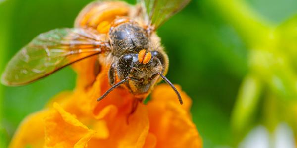 eine Biene auf einer orangefarbenen Blüte