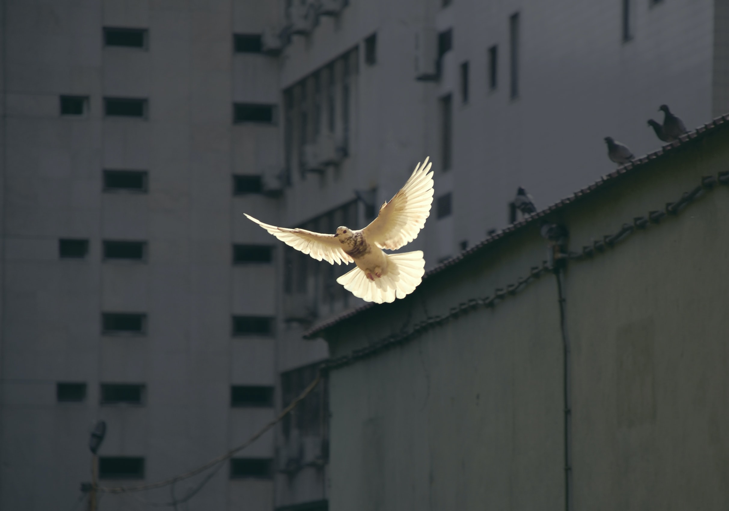 Fliegende Taube. Der weiße Vogel fliegt von einem grauen Betongebäude herab auf die Kamera zu. Quelle: Sunguk Kim auf unsplash. 