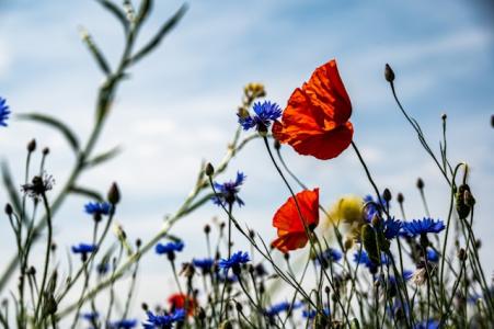 Blaue und rote Blumen auf einer Wiese. Foto von Palle Knudsen auf Unsplash 