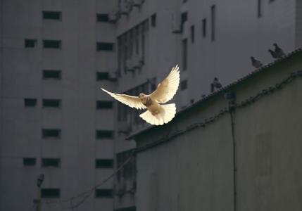 Weiße Taube fliegt vor dunkler Hochhauskulisse im Hintergrund.  