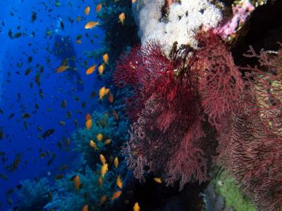 Korallenriff: “Diving in a cloud, along the wall at Little Brother, Red Sea, Egypt - another view - #SCUBA" by Derek Keats, www.flickr.com/pho-tos/dkeats/6211802910/in/album-72157627817103494/. The picture is licensed under CC BY 2.0: https://creativecommons.org/licenses/by/2.0/ 