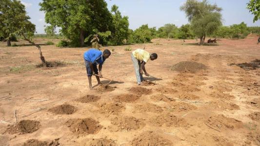 Mithilfe der arbeitsintensiven Pflanzlochmethode (zaï) verwandeln Bauern in Burkina Faso vollständig ausgelaugte Böden wieder in fruchtbares Ackerland. 