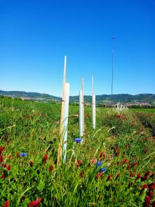 blühende Blumenwiese mit Baumpflanzung
