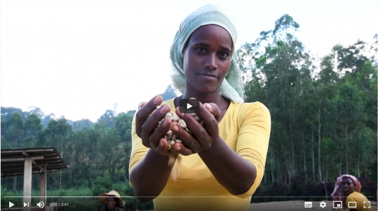 Screenshot des Videos "Kaffee und Honig aus den Wäldern Äthiopiens"