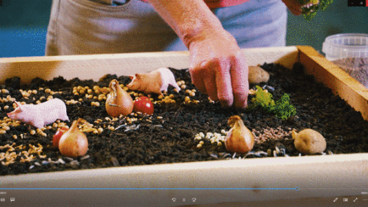 Kleines Beet mit Zwiebeln, Schweinen, Tomaten. Ausschnitt des Lernvideos "Bildungsbeispiel Flächenbuffet". Quelle: umweltbildung.de