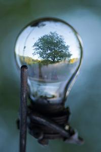 Nachhaltigkeit. Ein Baum in einer Glühbirne. Quelle: Lars Kilian, CC BY, commons.wikimedia.org 