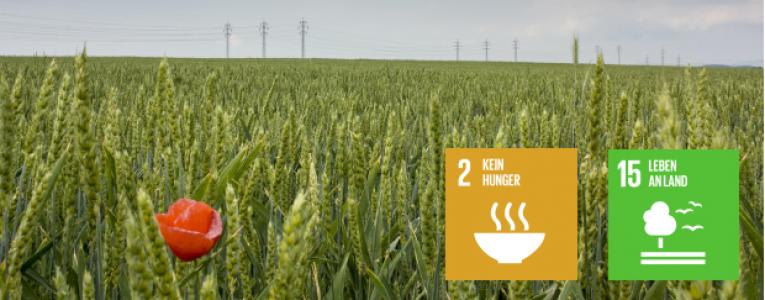 Ein Kornfeld mit Mohnblume, im Hintergrund Stromleitungen, vorne die Icons der SDGs 2 und 15