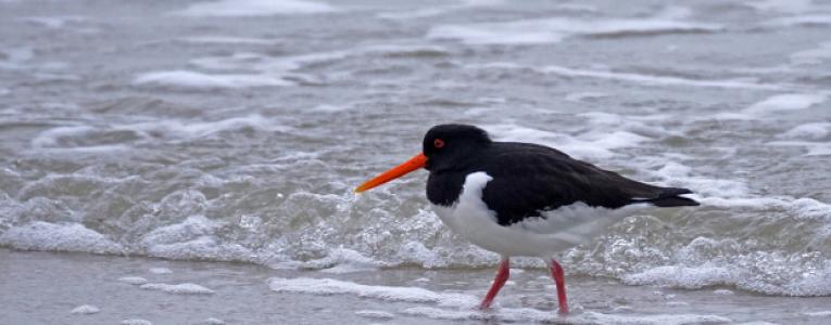 Ein Wasservogel am Ufer