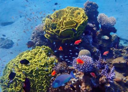 Ein farbenprächtiges Korallenriff unter Wasser mit gelben, violetten und weißen Korallen. Zahlreiche kleine Fische in unterschiedlichen Farben schwimmen zwischen den Korallen im klaren, blauen Meer.