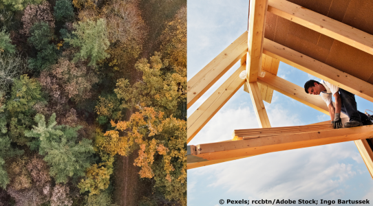 Darstellung eines Waldes und einer Dachkonstruktion aus Holz