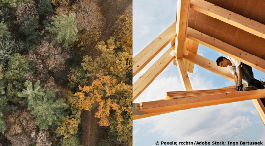 Darstellung eines Waldes und einer Dachkonstruktion aus Holz 