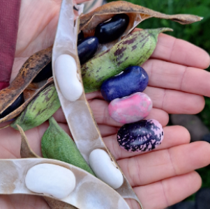 Nahaufnahme von Händen mit geöffneten Bohnenschoten. Darin und daneben liegen Bohnen in verschiedenen Farben: weiß, schwarz, blau, rosa und gemustert. Hintergrund unscharf, draußen im Grünen, mit weiteren Personen.