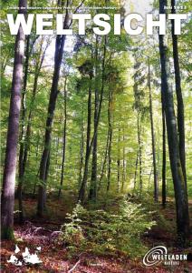 Bäume im Wald, Licht durch das Laub