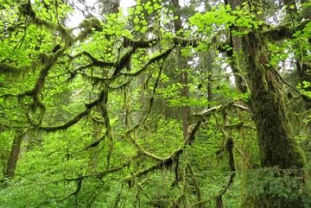 Wald. Quelle: Forum Ökologie & Papier, Urheber Jens Wieting