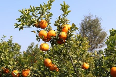 Ast eines Orangenbaums mit Früchten daran, im Hintergrund blauer Himmel.