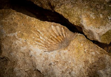 Brauner Felsen mit Muschel-Fossil. Foto von Anthony Cantin auf Unsplash