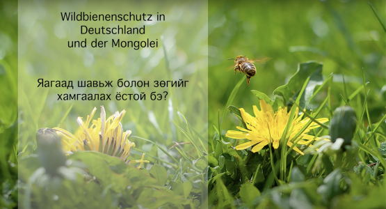 Grüne Wiese mit Löwenzahn.