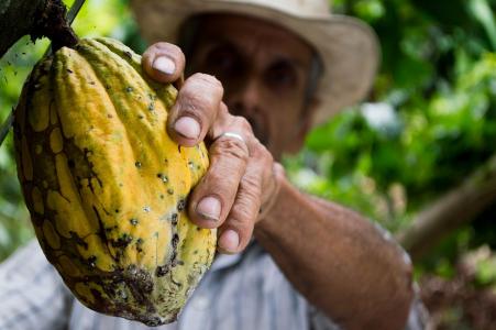 Kakaobauer erntet eine Kakaofrucht