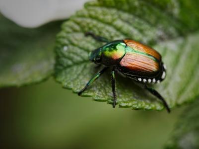 Grün-braun schillernder Käfer auf einem Blatt. Foto von David Maltais auf Unsplash.