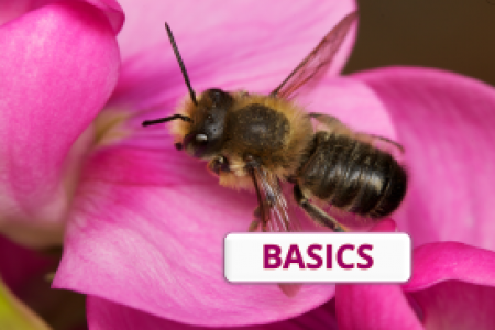 eine Biene auf einer pinkfarbenen Blüte