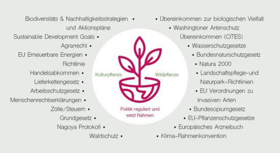Grafik "Die politische Pflanze". Einfache, stilistische Grafik einer pinken Topfpflanze. Mittig dargestellt ist die Pflanze umgeben von verschiedenen politischen Begriffen. Quelle: Universität Kassel