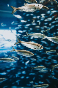 Fische im Wasser. Bild von unsplash