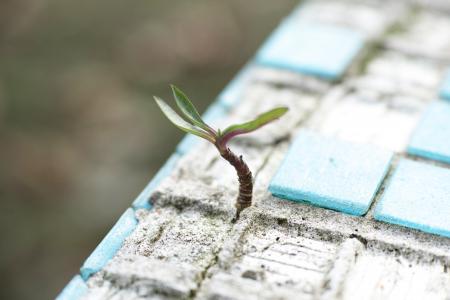 Ein Spross wächst aus Steinmauer heraus. Quelle und Copyright: Engin Akyurt Foto auf pexels.com