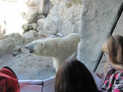 Kinder beobachten Eisbär. Zoo am Meer Bremerhaven