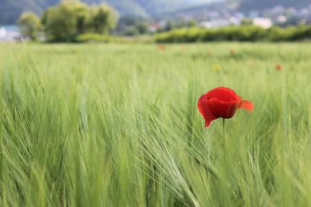 Bild einer Wiese mit hohem Gras. Rechts im Bild eine blühende rote Mohnblume.