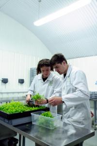Zwei weiße Menschen arbeiten mit Pflanzen in einem weißen Labor oder Gewächshaus. Sie tragen weiße Kittel