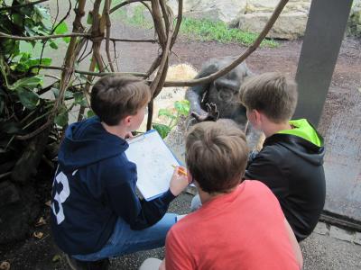 DRei Kinder beobachten einen Primaten hinter einer Glasscheibe und machen sich Notizen. Szene aus der Tierparkschule Hellabrunn München. Quelle: Tierpark Hellabrunn München 