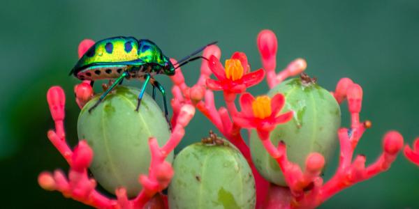 Bunt schillernder Käfer auf Blüte. Foto von Sonika Agarwal auf Unsplash