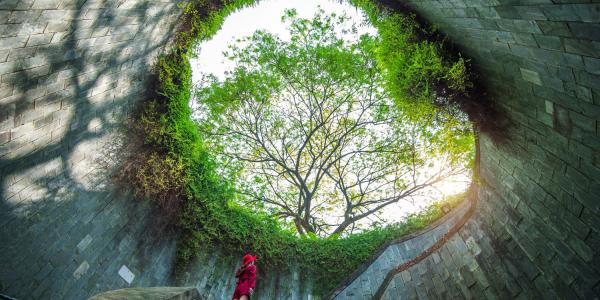 Blick aus einem großen, trichterförmigen Bauwerk nach oben zu einem von Pflanzen umrahmten Lichtschacht. In der Mitte wächst ein Baum; auf einer geschwungenen Treppe steht eine Person in roter Kleidung und blickt nach oben.